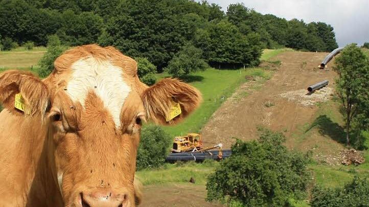 Nicht in die Röhre, sondern in die Pipeline schauten die Kühe rund um Zeitlofs, als dort im Jahr 2012 eine riesige Gas-Pipeline in Richtung Würzburg eingegraben wurde. Eine ähnliche Erdbewegung könnte bald anstehen, falls die Südlink-Trasse als Erdkabel quer durch den Landkreis geführt wird. Foto: Archiv/Ralf Ruppert