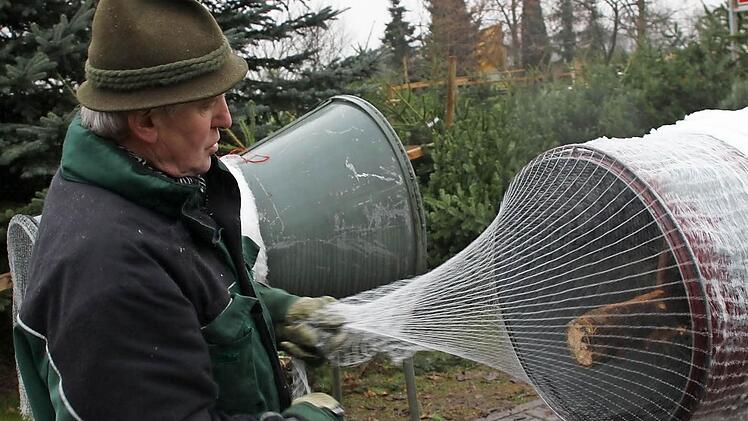 Das Verpacken der großen Bäume kann manchmal ganz schön anstrengend sein. Dann hilft nur Muskelkraft und kräftiges Ziehen, um die stacheligen Weihnachtsboten in das Netz zu bringen. Fotos: Manuel Stark
