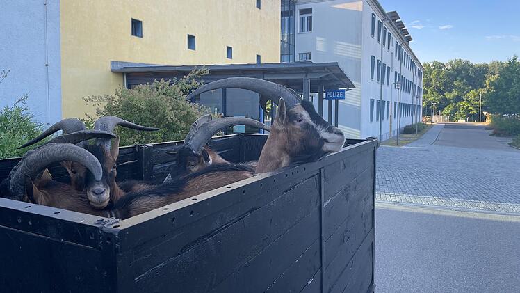 A6/Ansbach: Ziegen-Transport gestoppt