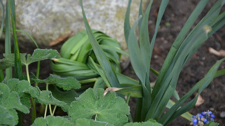 Praxisstunde für Gartenbau im Hausgarten Foto: Dagmar Besand