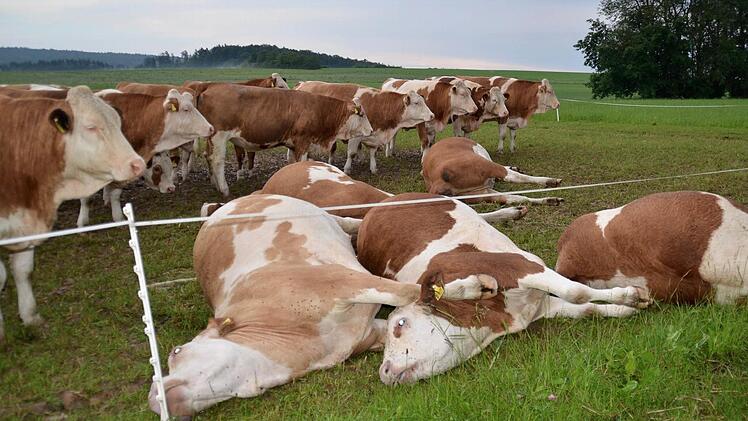 Tote Rinder bei Wollbach sorgten um Juni für viele Klicks. Foto: Kathrin Kupka-Hahn