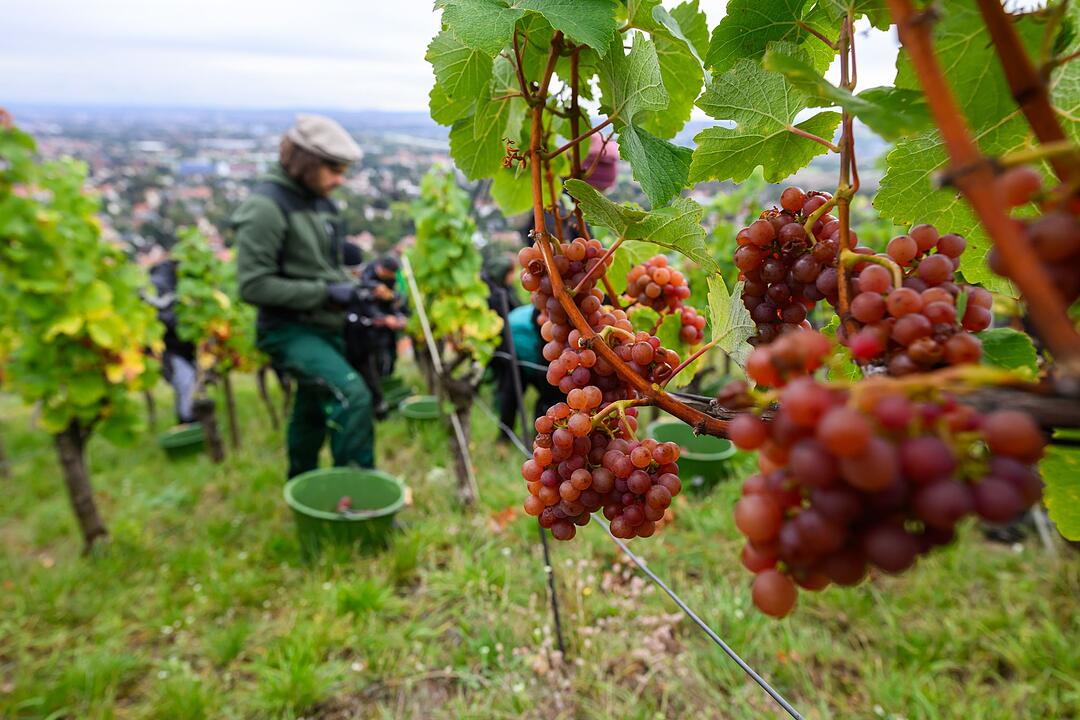 Weinlese in Sachsen