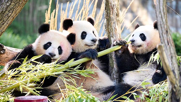 Panda-Zwillinge Leni und Lotti feiern zweiten Geburtstag