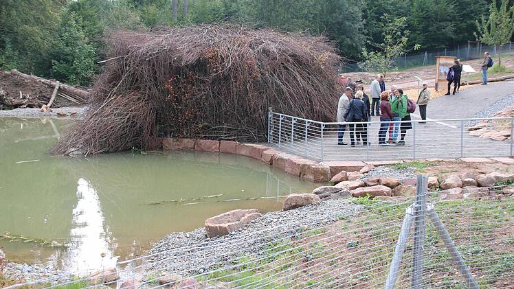 Die Biber können unter Wasser in den Bau hinein schwimmen.