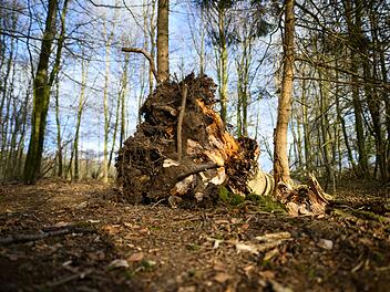 Baum umgest&uuml;rzt - Drei Tote bei Flensburg