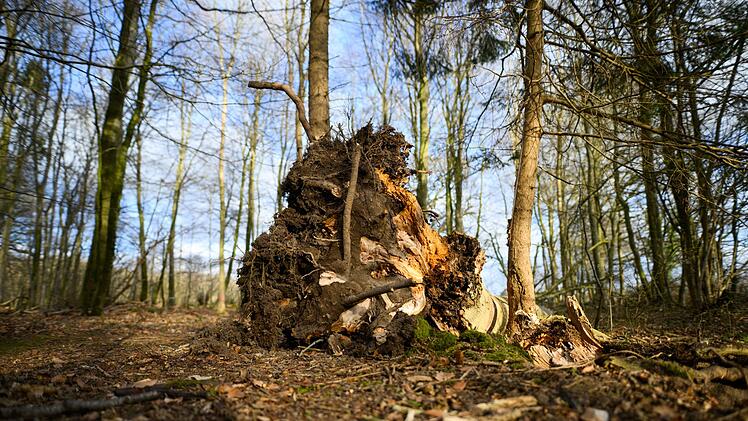 Baum umgest&uuml;rzt - Drei Tote bei Flensburg