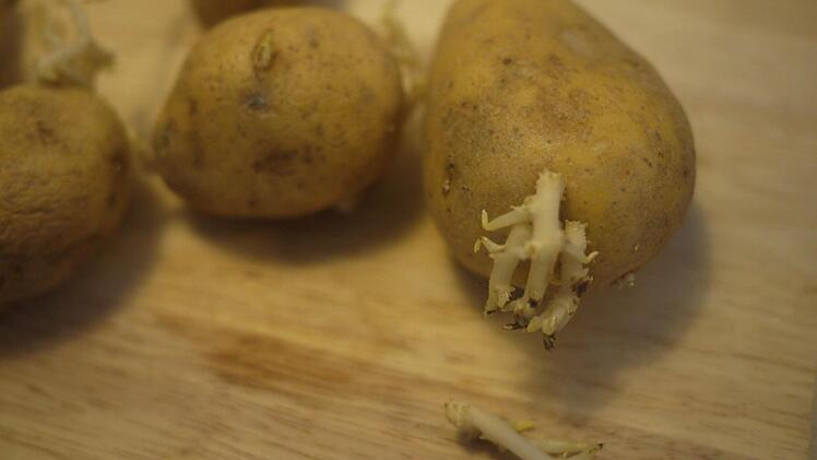 Pflanzt man vorgekeimte Kartoffeln, so lässt sich früher ernten. Foto: Julia Rudorf/dpa