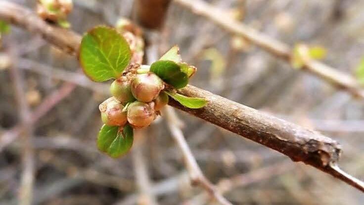 Eine knospende Nordische Zitrone in Eltmann.  Foto: Gerd Müller