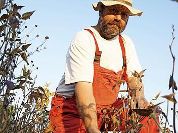 Hans Pfülb begutachtet das Feld kurz vor der Ernte. Fotos:Arkadius Guzy