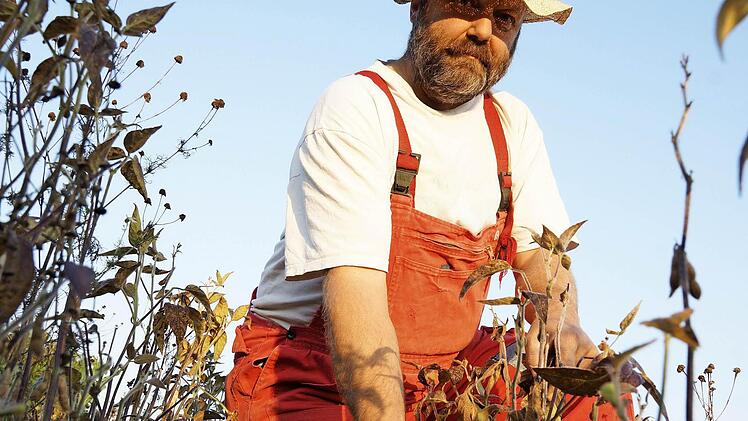Hans Pfülb begutachtet das Feld kurz vor der Ernte. Fotos:Arkadius Guzy