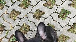 Vorschaubild