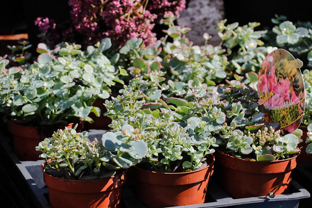 Rosen & Garten Messe Kronach im September