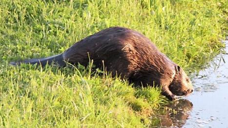 Ein Biber an der Kleinen Weisach bei Lonnerstadt. Paul Bruckmann hat - wie hier - schon jede Menge Fotos von den Tieren geschossen.