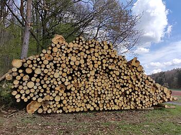 Waldbesitzer dürfen eigene Bäume nicht fällen - Kritik an neuer Bundesverordnung