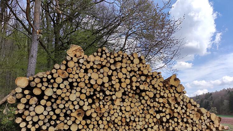 Waldbesitzer dürfen eigene Bäume nicht fällen - Kritik an neuer Bundesverordnung