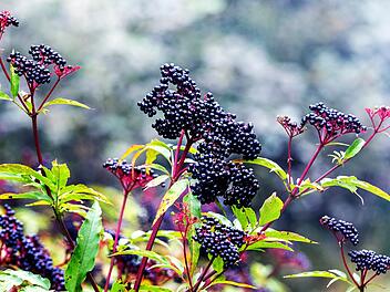 Holunderstrauch mit Zweigen, reife Holunderbeeren in freier Natur, Holunderanbau auf einer Plantage. Elderberry bush on a branch, ripe elderberry growing in nature, elderberry cultivation on a plantation.  von fencifd