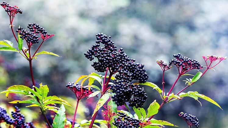 Holunderstrauch mit Zweigen, reife Holunderbeeren in freier Natur, Holunderanbau auf einer Plantage. Elderberry bush on a branch, ripe elderberry growing in nature, elderberry cultivation on a plantation.  von fencifd
