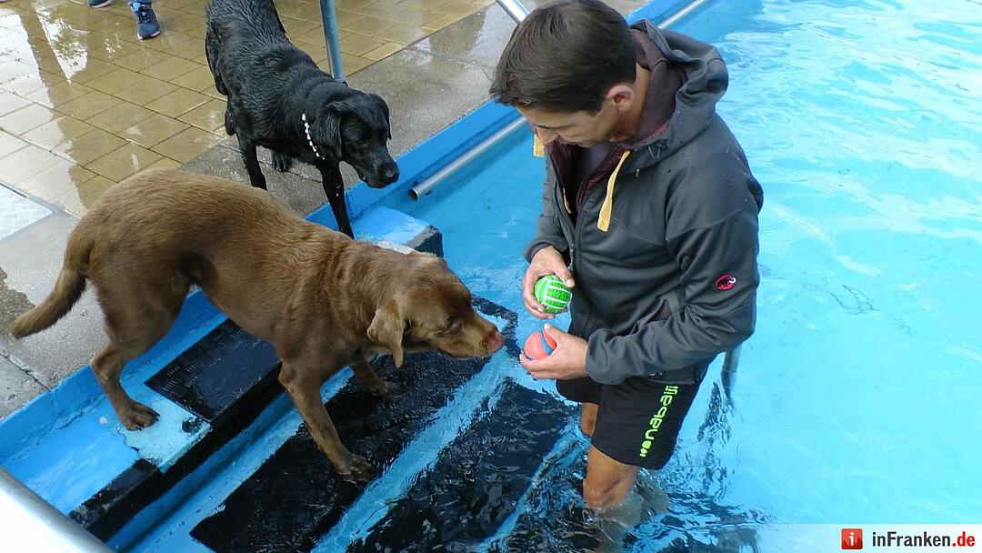 Hundebadetag im Freibad Eltmann
