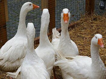 Es gab auch "gans" viel zu raten, hier das Gewicht der Gans.  Fotos: Tom Müller