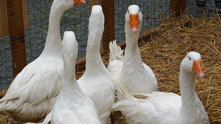 Es gab auch "gans" viel zu raten, hier das Gewicht der Gans.  Fotos: Tom Müller
