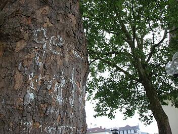 Zu voreilig: "Gerettet" steht auf einer der Platanen vor dem Landratsamt. Nach der Vorstellung des Baumgut-achtens deutet sich im Stadtrat aber eine Fällung aller vier Bäume in der Fußgängerzone an. Foto: Ralf Ruppert