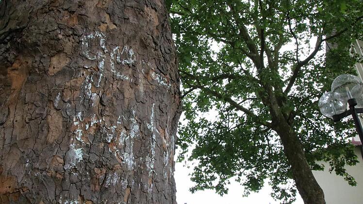 Zu voreilig: "Gerettet" steht auf einer der Platanen vor dem Landratsamt. Nach der Vorstellung des Baumgut-achtens deutet sich im Stadtrat aber eine Fällung aller vier Bäume in der Fußgängerzone an. Foto: Ralf Ruppert
