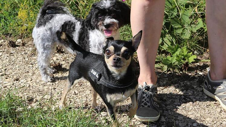 Ein Chihuahua (vorne) und ein Bolonka Zwetna - wie die Frauchen kennen sich auch die beiden Hunde (und vertragen sich) Foto: Barbara Herbst