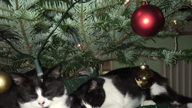 Bettina Weber: "Wie immer mein Baum genauer aussieht, meinen Katzen gefällt er!"