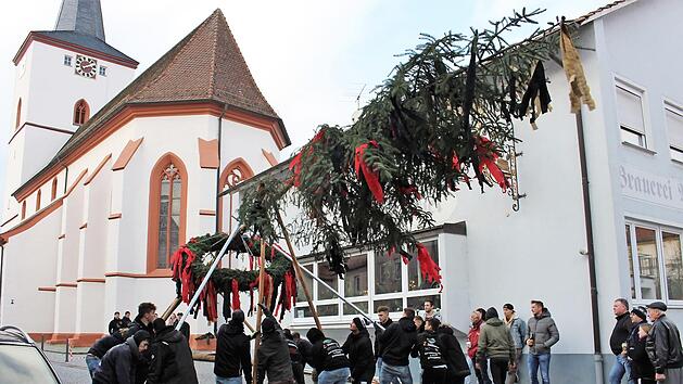 Der Baum wurde vor dem Aufstellen noch einmal gekürzt. Foto: Seeger