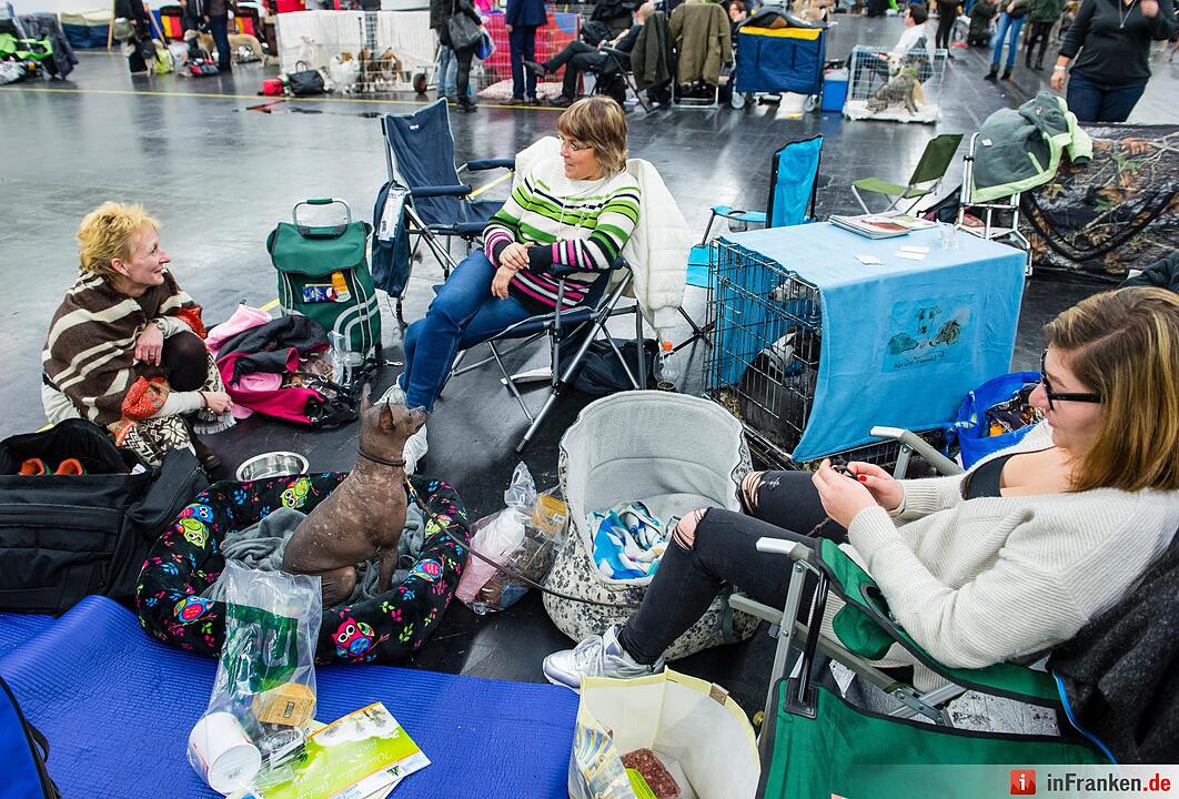 Internationale Rassehunde-Ausstellung «Cacib» in Nürnberg