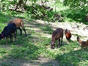 Verschiedene Tierarten fühlen sich im Privatzoo wohl. Foto: Petra Malbrich
