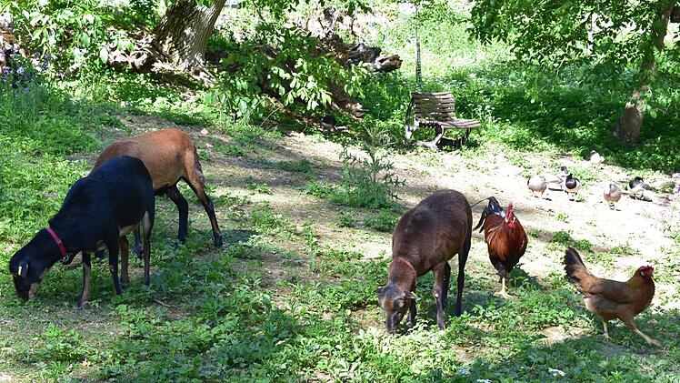 Verschiedene Tierarten fühlen sich im Privatzoo wohl. Foto: Petra Malbrich