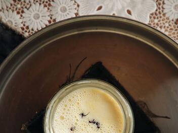 Forscher stellen Joghurt mit Hilfe von Ameisen her