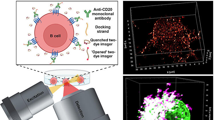 Würzburger Forscher entwickeln neue Methode zur Visualisierung von Antikörpern