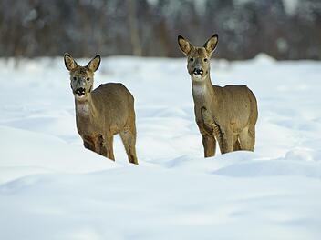 Im Winter ist es für die Rehe nicht so einfach, Futter zu finden. Sie kommen auch in die Gärten.