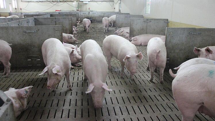Die trächtigen Sauen haben viel Bewegungsfreiheit. Foto: Friedwald Schedel