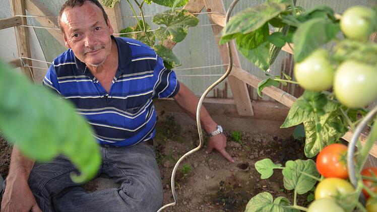 Günther Wolf zeigt eines der Mauslöcher im Gewächshaus. Hier hat er versucht, die Nager mit Wasser zu vertreiben. Foto: K.athrin Kupka-Hahn