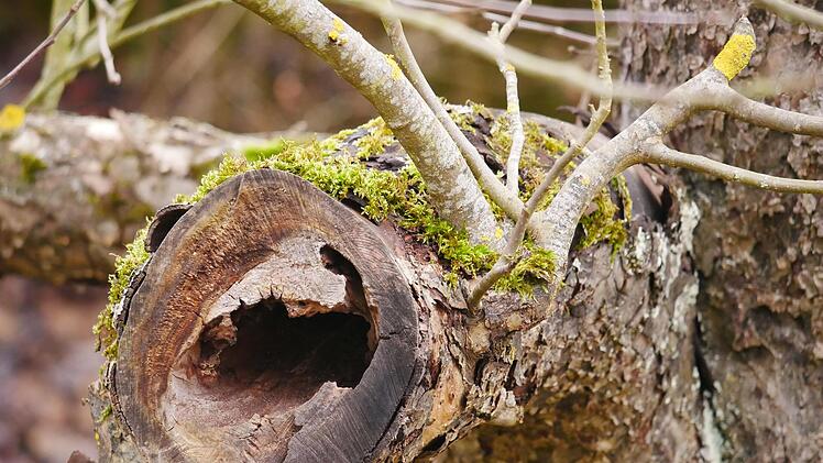 Alte Bäume sind ökologisch wertvoll und sollen möglichst lange erhalten werden. Foto: Heike Beudert