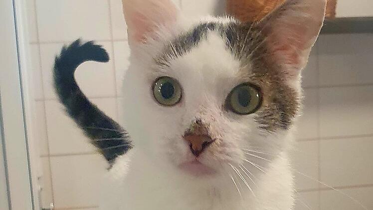 Tierheim Bayreuth sucht Zuhause für Kater Louie: "Wurde immer übersehen"