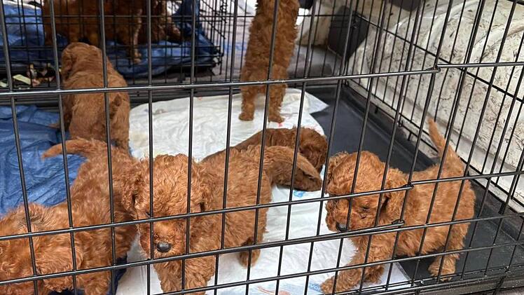 Nach Hiobsbotschaft: Tierheim Nürnberg gibt Update zu Schmuggel-Welpen