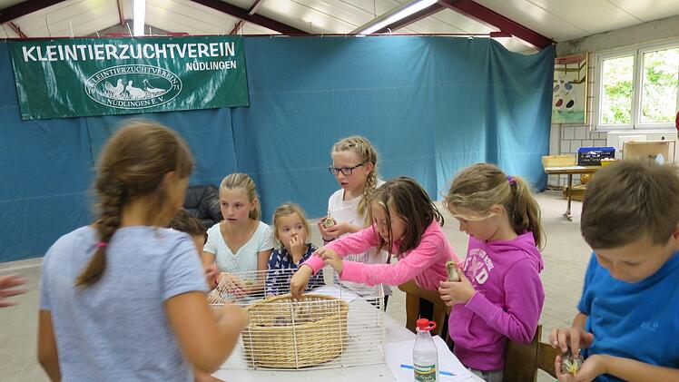 Eindrücke vom Ferienprogramm der Nüdlinger Kleintierzüchter.   Foto: Vanessa Gessner