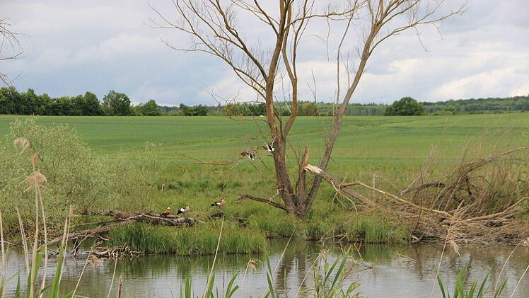 Vögel fühlen sich wohl am Bibersee bei Großwenkheim. Foto: Heike Beudert