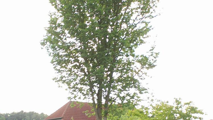 In der Zeisigstraße wünscht ein Anlieger die Fällung dieser Ulme. Foto: Andreas Dorsch