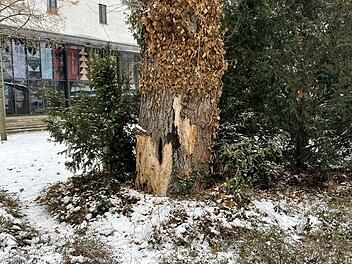 Bamberg: Gefahr durch kranken Ahornbaum: Fällung zum Schutz von Spielplatz geplant Bamberg: Gefahr durch kranken Ahornbaum: Fällung zum Schutz von Spielplatz geplant