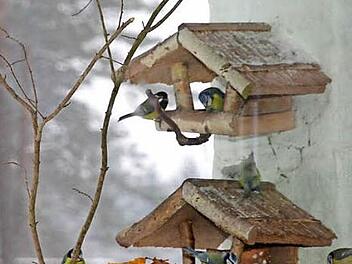 Die Vögel sind für Winterfütterungen dankbar.  Foto: Franz Galster