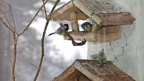 Die Vögel sind für Winterfütterungen dankbar.  Foto: Franz Galster