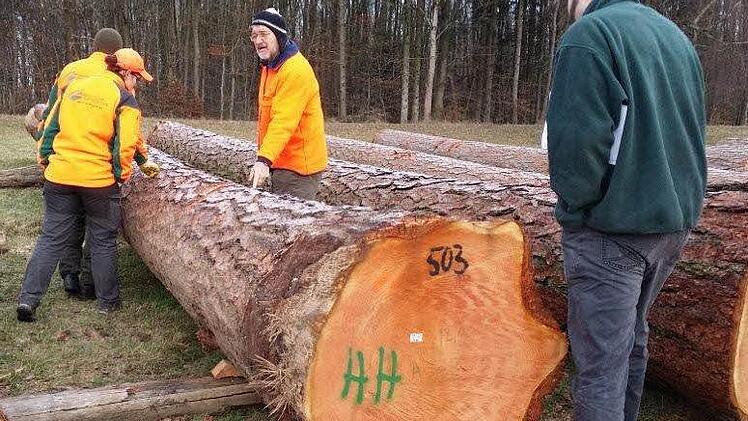 Das ist er: Der teuerste Stamm bei der Versteigerung in Litzendorf war die Lärche aus der Rhön.  Foto: Wolfram Zeller