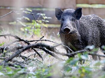 Noch nie wurden im Landkreis Bad Kissingen so viele Wildschweine abgeschossen wie im vergangenen Jagdjahr. Symbolfoto: Jan Woitas/dpa