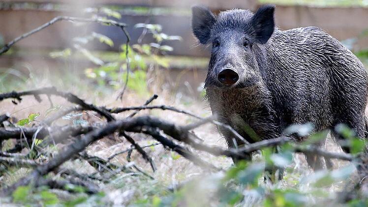 Noch nie wurden im Landkreis Bad Kissingen so viele Wildschweine abgeschossen wie im vergangenen Jagdjahr. Symbolfoto: Jan Woitas/dpa