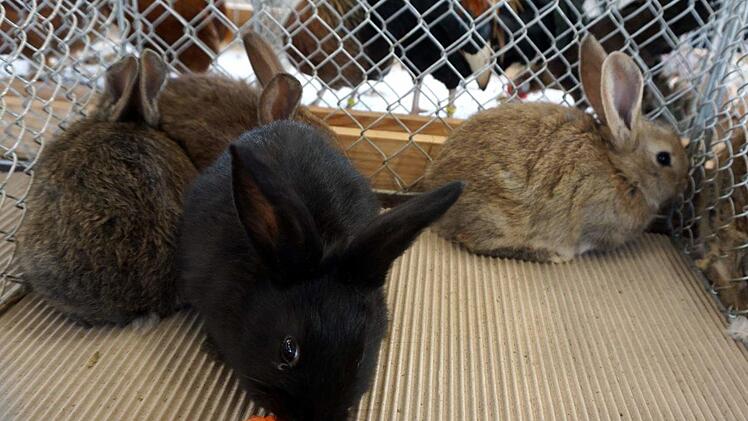 Foto: Richard Sänger